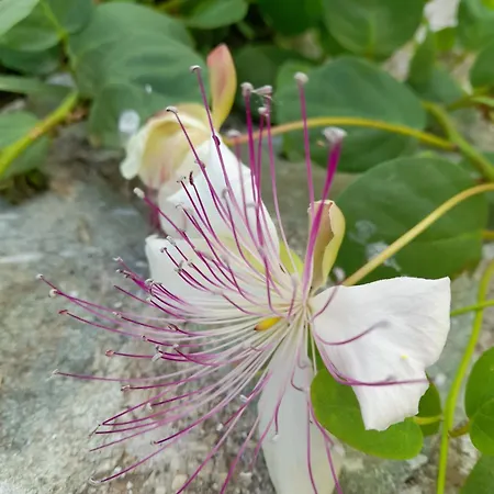 Sea Front In Fisardo Apartman